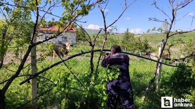 Akyurt’ta kaçan kurbanlık dana yakalandı