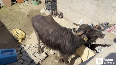 Çorum'da hayvan sahibi kurbanının saldırısından bodruma sığınarak kurtuldu