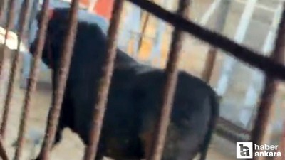 Ankara'da kesimden kaçmaya çalışan dana vatandaşları zorladı!