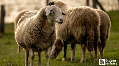 Kurban Bayramı mesajları | Kısa, ayetli, dualı, güzel bayram mesajları