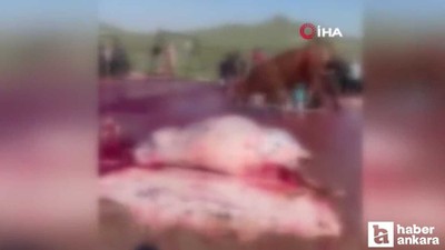 Mamak’ta kurban pazarından kaçan dana, paniğe neden oldu...