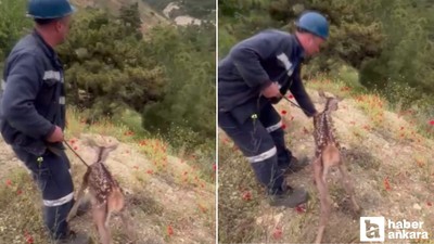 Beypazarı'nda maden işçileri ceylanı çakalların saldırısından kurtardı