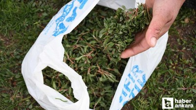 Ankaralılar bu lezzete bayılıyor: Toplaması zahmetli, yemesi lezzetli
