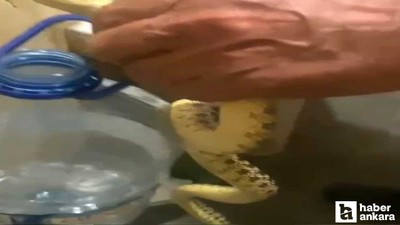 Polatlı'da yılan paniği: Yılanlar yerleşim yerlerine indi!