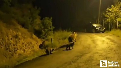 Kızılcahamam'da oturan vatandaş anne ayı ve 3 yavru ile komşu oldu