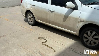 Kahramankazan'da aracın motor kısmına giren yılan hareketli anlar yaşattı