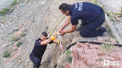 Çorum'da 6 metrelik duvardan çaya düşüp kurtarılan kediyi vatandaş sahiplendi