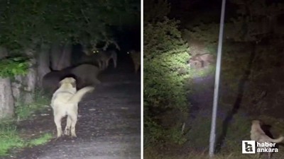 Soğuksu Milli Parkında köpeklerle ayıların kavgası görüntülendi