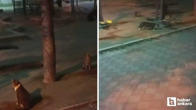 Sincan'da bir farenin iki kediyi kovaladığı anlar görüntülendi