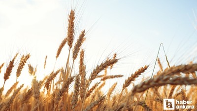 Polatlı'da yılın ilk buğdayının kilosu bin TL'den satıldı