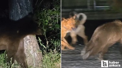 Soğuksu Milli Parkı'nda yaban hayatı için başıboş köpek tehlikesi