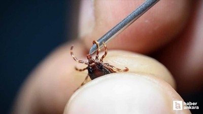 Uzmanı kene vakalarında yapılması gerekenleri tek tek açıkladı