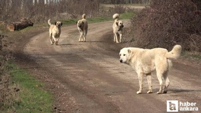 İçişleri Bakanlığından sahipsiz sokak hayvanlarına ilişkin açıklama