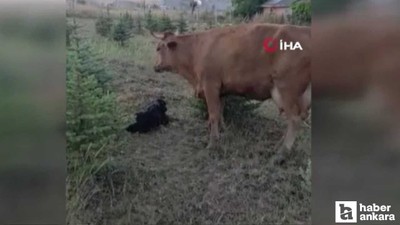 Elmadağ'da kaybolan ineğini arayan besiciye buzağı sürprizi