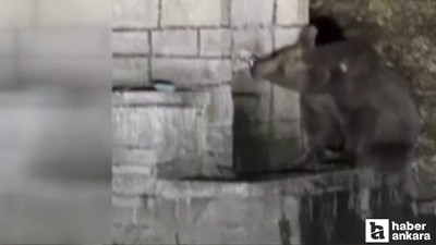 Kızılcahamam'da çeşmeden su için ayı kameraya yansıdı