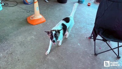 Tayland'da bir evcil köpek, bulduğu el bombasını eve getirdi