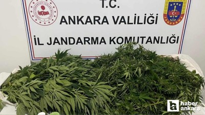 Haymana'da narkotik operasyonu: 150 kök kenevir ele geçirildi!