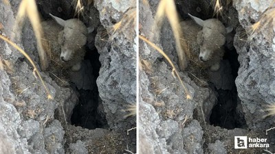 Polatlı'da obruğa düşen hayvan sürüsünde bazı hayvanlar telef oldu