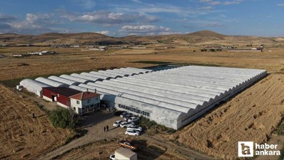 Çubuk domatesinin ilk hasadı yapıldı