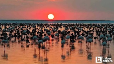 Tuz Gölü'nde 12.800 yavru flamingo dünyaya geldi!
