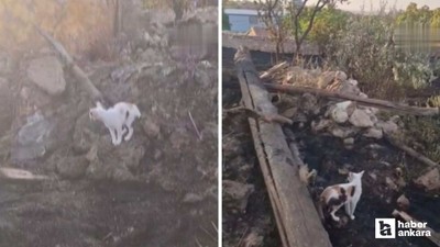 Polatlı'da yangın sonrası anne kedinin telef olan yavrularını araması yürekleri burktu