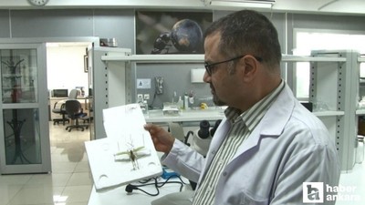 Uzmanlardan Ankara'da görülen çekirgelere ilişkin açıklama