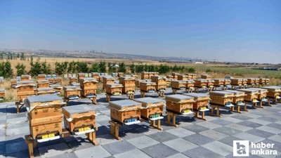 ATA Çiftliği'nde 2026 yılının ilk bal hasadı yapıldı