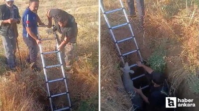 Akyurt'ta define çukuruna düşen koyun ve kaplumbağa kurtarıldı!