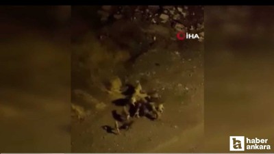 Altındağ'da birbirlerine saldıran sokak köpekleri korkuttu!