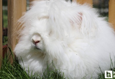 Ne Ankara Keçisi, Ne Ankara kedisi, Ankara'nın bu meşhur hayvanını görenler gözlerine inanamıyor!