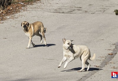 Kırıkkale'de güvercin besleyen adama köpekler saldırdı