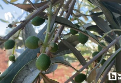 Kilis’te zeytin ve zeytin yağı üretiminde yüksek rekolte hedefi