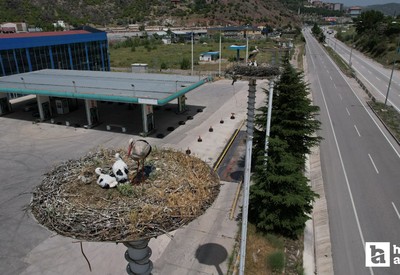 Ankara Kızılcahamam'da Leylek Apartmanı sevinci yaşanıyor
