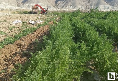Ankara Beypazarı’nda havuç hasadı başladı! 30 bin tona yakın rekolte bekleniyor