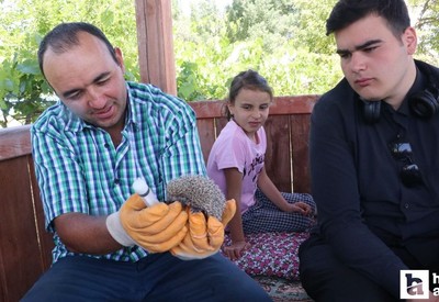 Yozgatlı bir çiftçi öksüz kirpilere ebeveynlik yapıyor