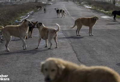 Sokak hayvanlarına ilişkin kanun teklifinin 1 Ağustos'a kadar görüşülmesi kararlaştırıldı