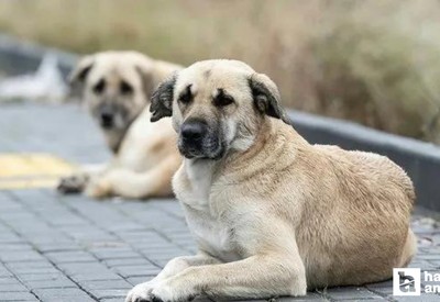 Sokak Hayvanları Yasası resmen yürürlüğe girdi