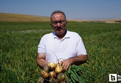 Ankara Polatlı'da hedef yarım milyon ton soğan üretimi