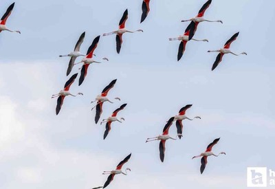 Ankara'da misafir flamingoların göç hazırlığı başladı