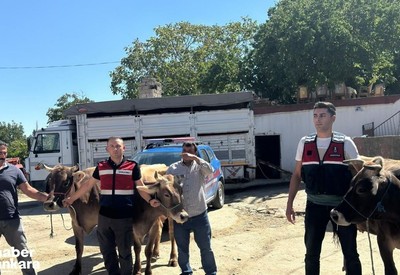 Ankara'da çalınan 4 büyükbaş hayvan satılırken bulundu
