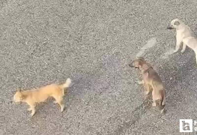Mamaklılar sahipsiz köpeklerin çoğalmasından tedirgin