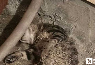Ankara Çankaya'da telef edilmiş 2 kedi bulundu!