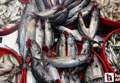 Yok böyle zam! Palamut fiyatı 110 TL birden arttı
