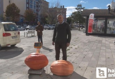 Ankaralı çiftçi bahçesinde 50 kilogramlık bal kabağı yetiştirdi
