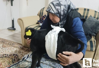 Elmadağlı çiftçi veterinerin ölür dediği 1 haftalık buzağıya evinde bakıyor