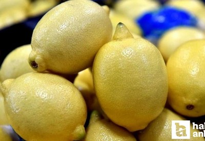 Limon fiyatları 10 kat arttı