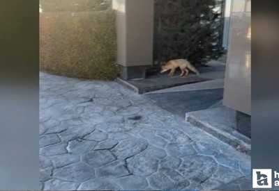 Ankara'da aç kalan tilki yiyecek aramak için geldiği site önünde görüntülendi