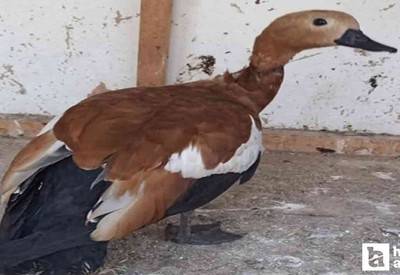 Beypazarı'nda sokakta bulunan angut kuşu koruma altına alındı