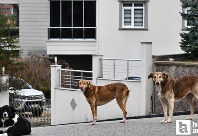 Çankaya Çiğdem Mahallesi’nde vatandaşlar sokak köpeklerinden tedirgin
