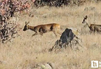 Kızılcahamam'da doğa fotoğrafçısı bir çift karaca görüntüledi
